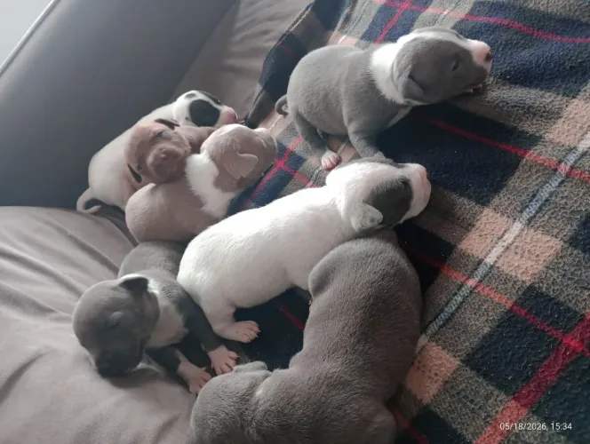 cachorro 