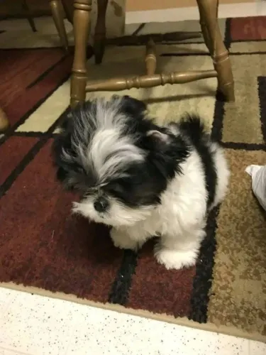 Filhotes de Shih tzu | Carinho que emociona.
