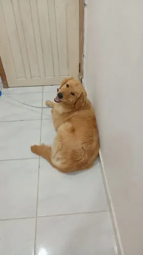 Filhote Golden Retrivier 7 meses puro para levar hoje
