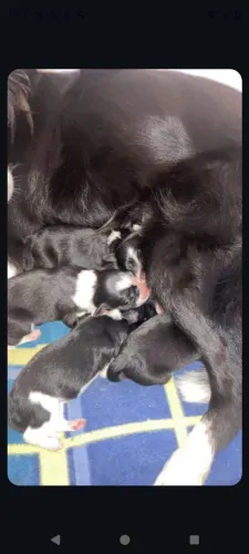 Filhotes de Border Collie