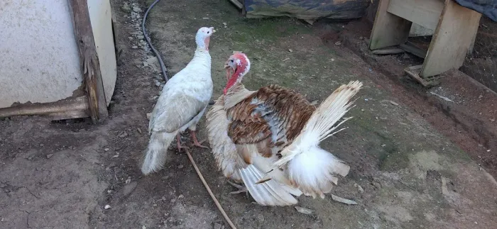 Casal de perus