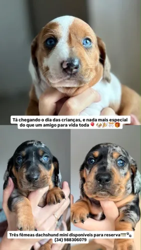 Dachshund (Salsicha) Fêmeas - Filhotes Disponíveis para Reserva