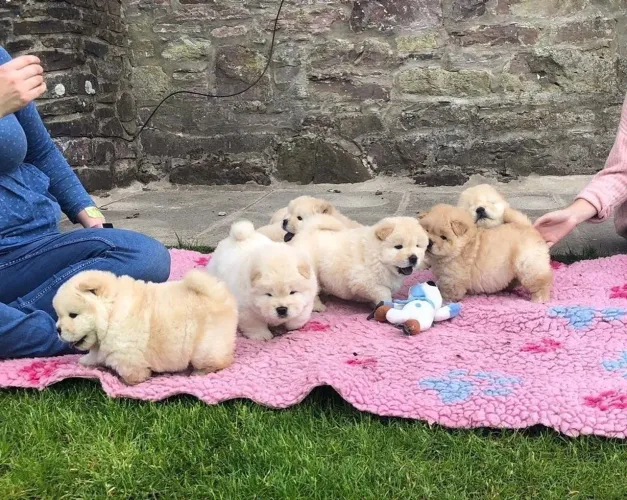Chow Chow Um companheiro de quatro patas para aquecer sua vida