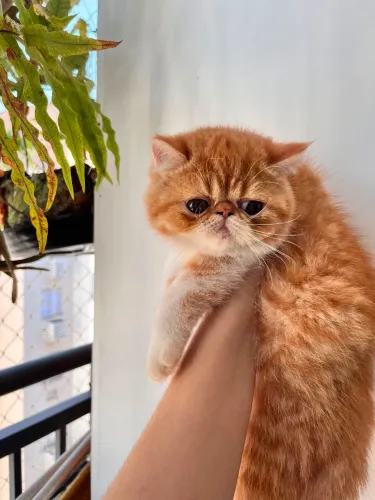Filhote gato persa