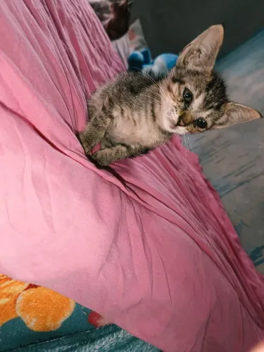Doação de gata