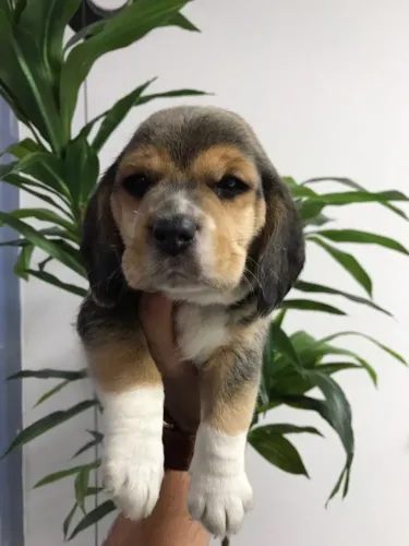 Pequeno no tamanho, gigante no amor ? Beagle em até 12x sem juros