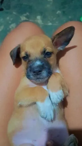 Cachorro