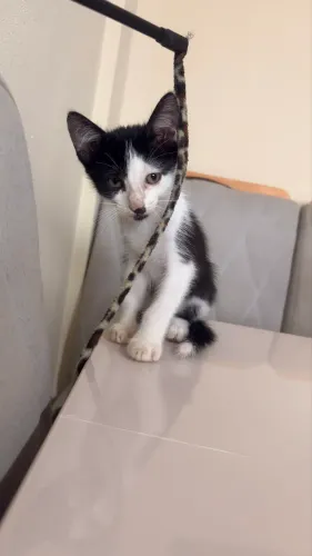 Adoção gato