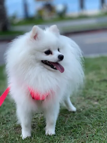 Lulu da pomerânia para cobertura R$ 1.500,00