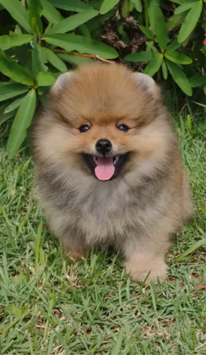 Spitz Alemão