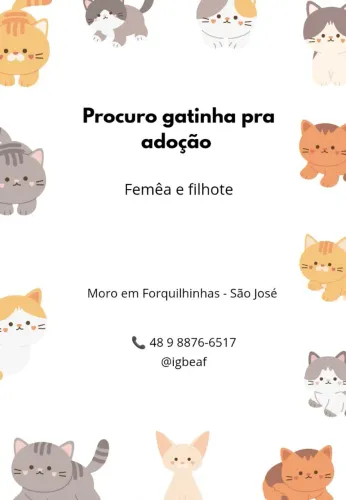 Procuro gata fêmea filhote pra adoção