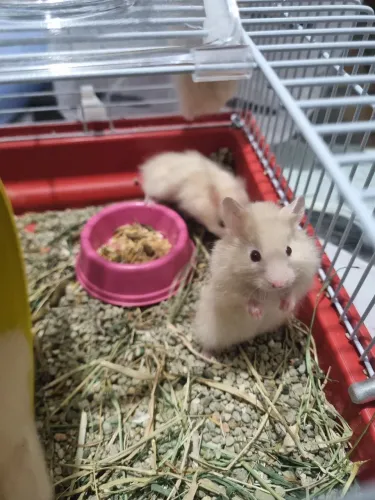 Hamster sírio 