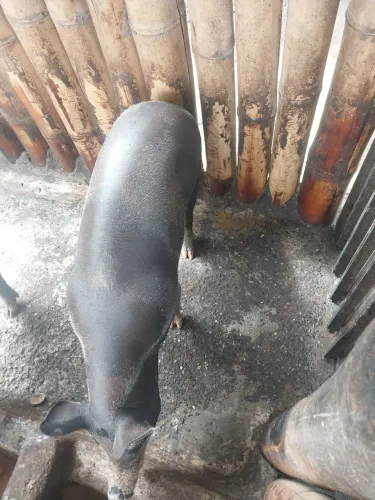 Vendo porco caipira 