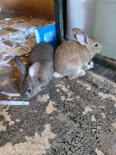 Coelhinhos