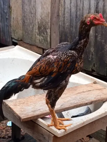 Frango ? de raça indiano. 