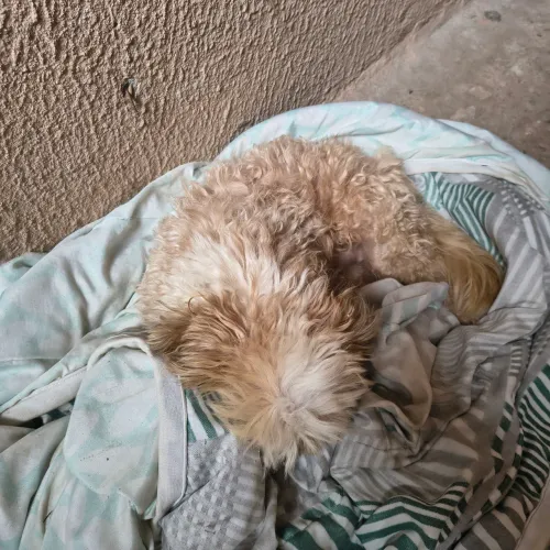Doação de um cachorro ?