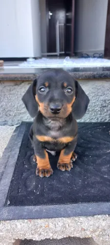 Filhotes de Dachshund 