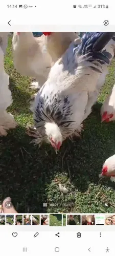 Galo Brahman