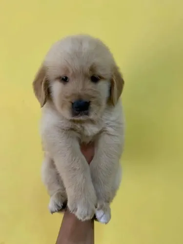 Golde Retriever