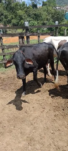 Vaca e novilhas leiteiras
