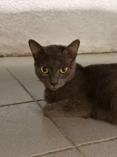 Gata fêmea para adoção 