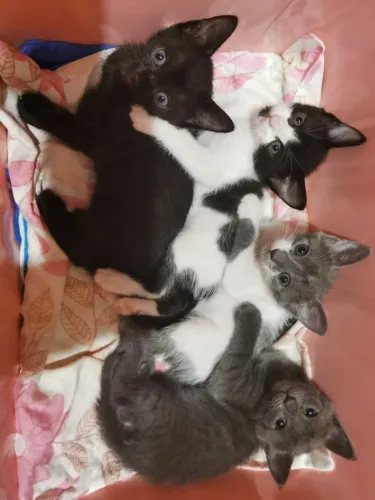 DOA-SE GATINHAS FÊMEAS