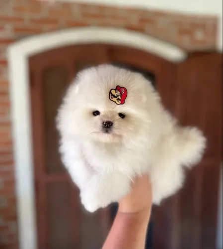 Filhote Lulu da pomerânia ursinho anao