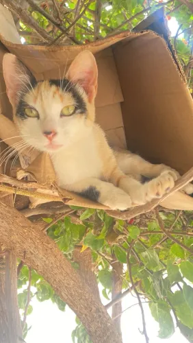 Gatinha fêmea filhote