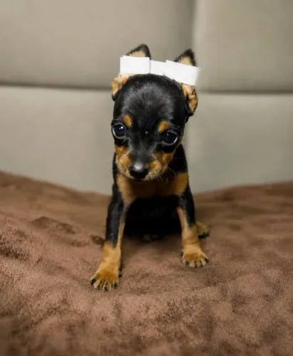 Pinscher com contrato e pedigree