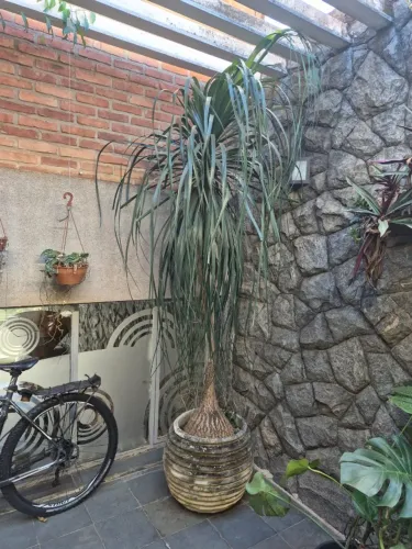 planta pata de elefante