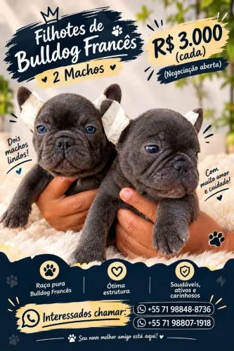 Buldogue Francês