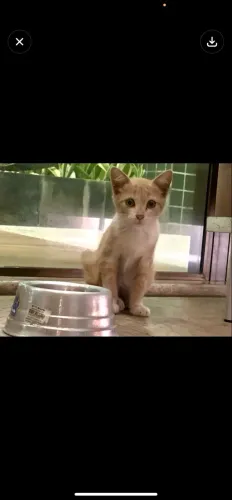 Gato laranja filhote para adoção 