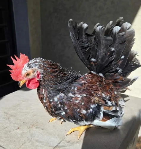Galo Garnizé Mini cor Mil Flores
