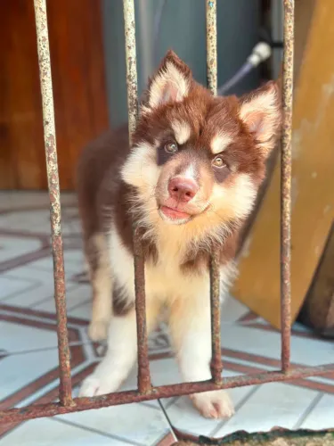 Filhotes de Husky siberiano 