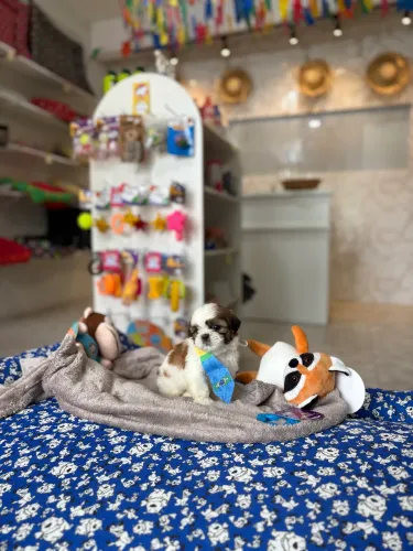 Shih Tzu Macho 10x R$140