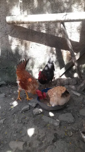Vendo uma galinha e dois galo.