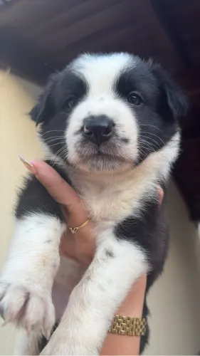 Border collie fêmea