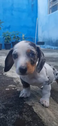 Basset dachshund alerquin Fêmea 