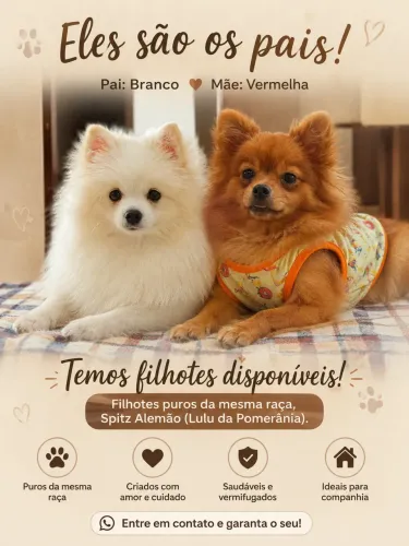 Filhote de Spitz Alemão pura - Fêmea