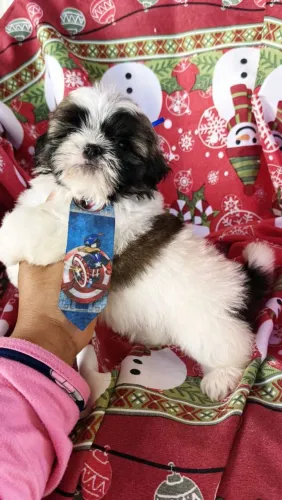 Shih tzu