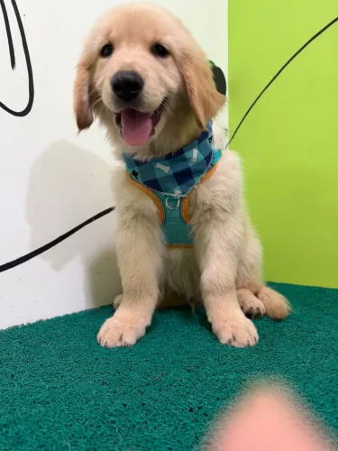 Filhote de Golden Retriever Macho