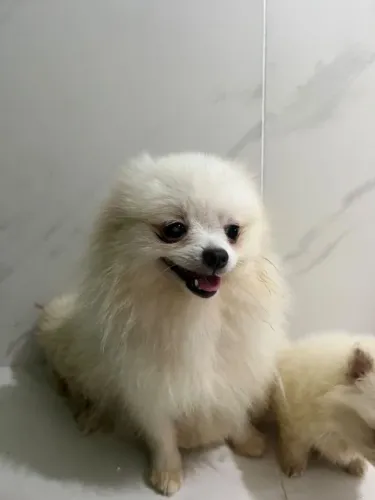 Lulu da pomerania