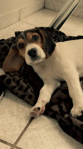 Filhote beagle - 3 meses e vacinado