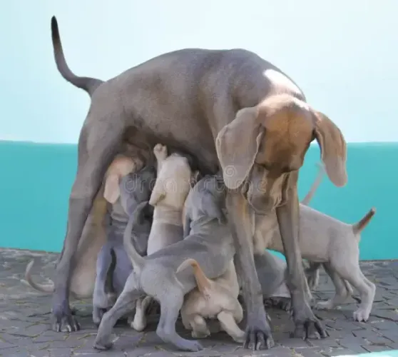 labrador x weimaraner