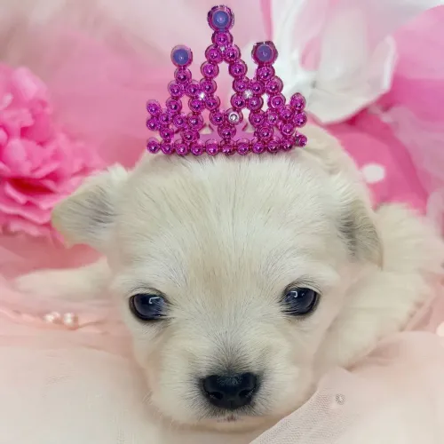 Chihuahua | Elegância e  Fofura em quatro patas  