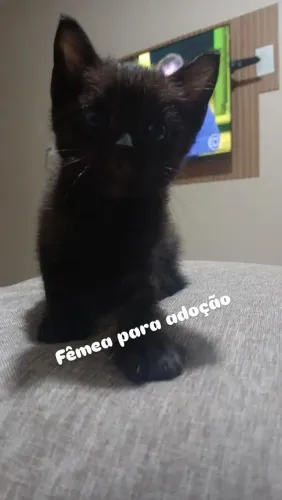 Gatinhos para adoção