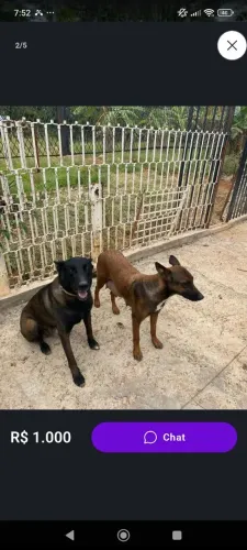 Malinoa pastor matriz 