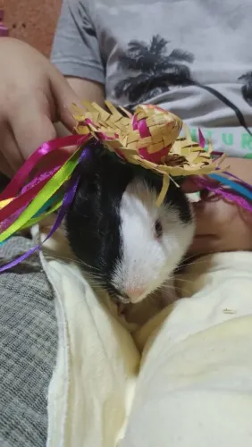 Porquinho da Índia 