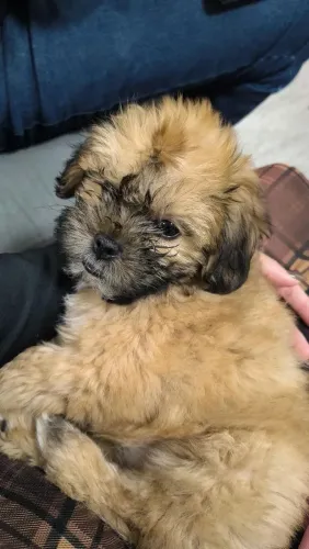 Filhote de lhasa apso