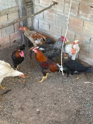 Frangos de quintal 
